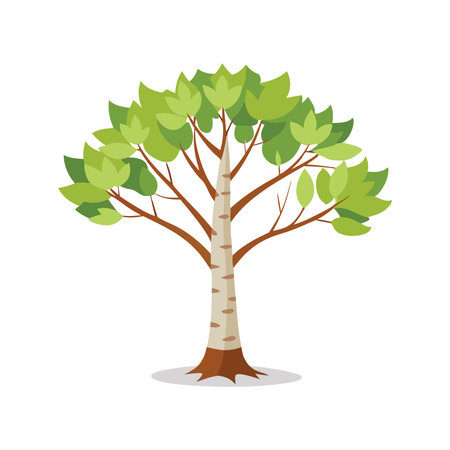 Birch Tree flat vector illustration on white backgroundのイラスト素材