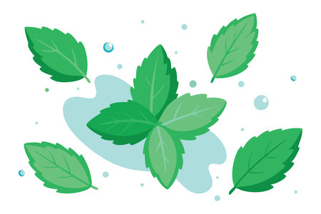 Fresh mint leaves with water splash Vector illustration set on white backgroundのイラスト素材