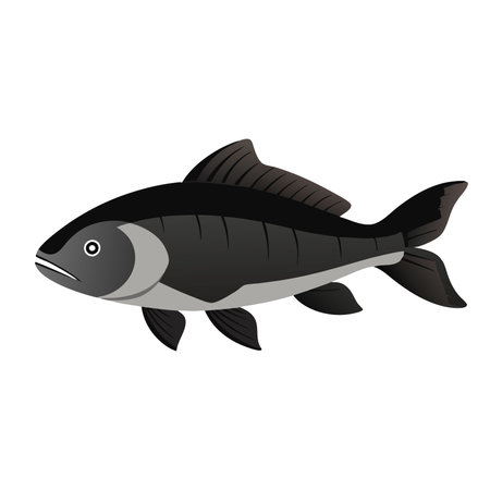 Black Drum water animal flat vector illustrationのイラスト素材