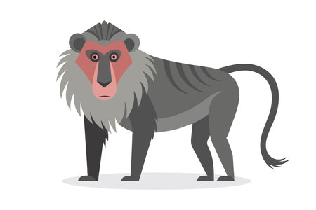 Baboon animal flat vector isolated illustration on white backgroundのイラスト素材