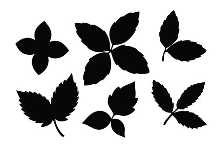 Basil leaves silhouette set flat vector  illustration on white backgroundのイラスト素材