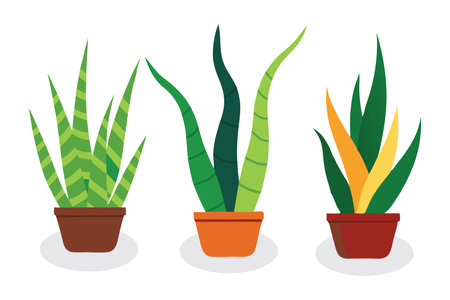 Snake plant set flat vector illustration on white backgroundのイラスト素材