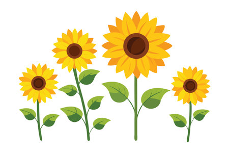 Sunflower flower set isolated flat vector illustration on white backgroundのイラスト素材