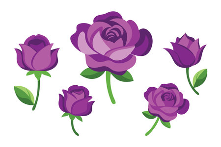 Purple rose flower set isolated flat vector illustration white backgroundのイラスト素材