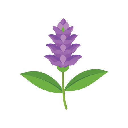 Salvia Flower flower isolated flat vector illustration on white backgroundのイラスト素材