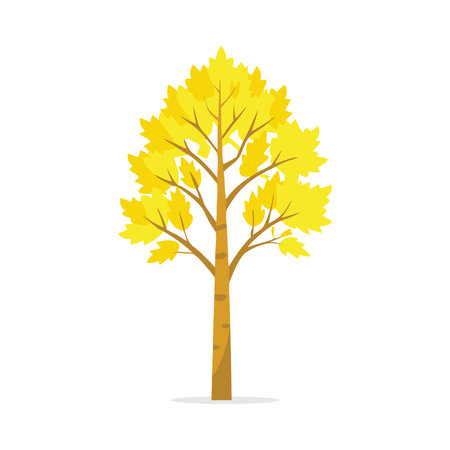 Yellow Birch   tree isolated flat vector illustration on white backgroundのイラスト素材