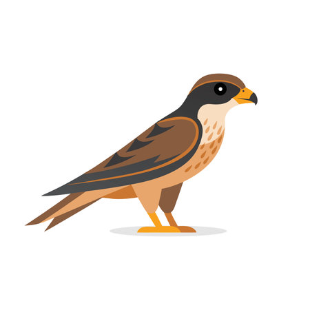 Finch hawk animal isolated flat vector illustration on white backgroundのイラスト素材