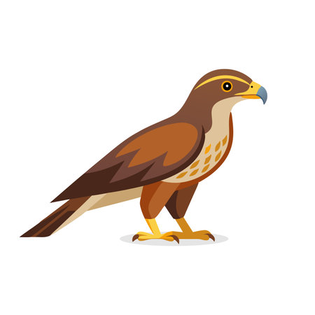 Harrier hawk animal isolated flat vector illustration on white backgroundのイラスト素材