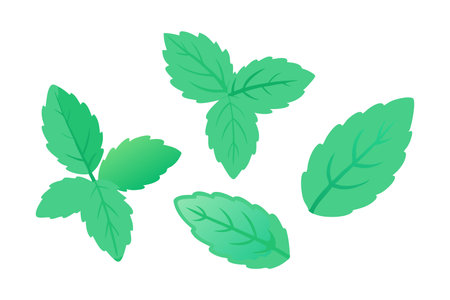 Collection set of water color mint leaves., fresh mint isolated flat vector illustration on white backgroundのイラスト素材