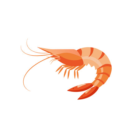 Fresh Shrimp isolated flat vector illustration on white backgroundのイラスト素材