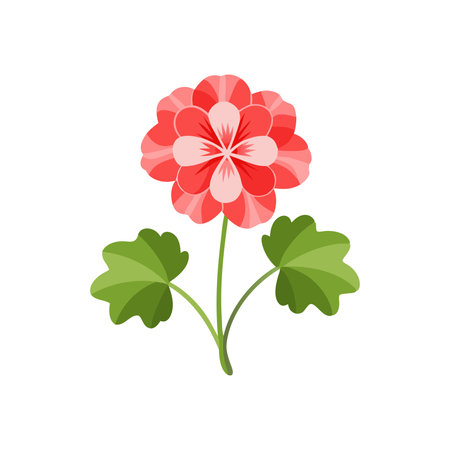 Geranium flower or Pelargonium Graveolens plant isolated flat vector illustration on white backgroundのイラスト素材