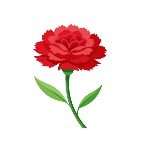 Carnation flower isolated flat vector illustration on white backgroundのイラスト素材