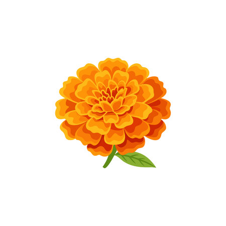 Orange marigold flower isolated flat vector illustration on white backgroundのイラスト素材