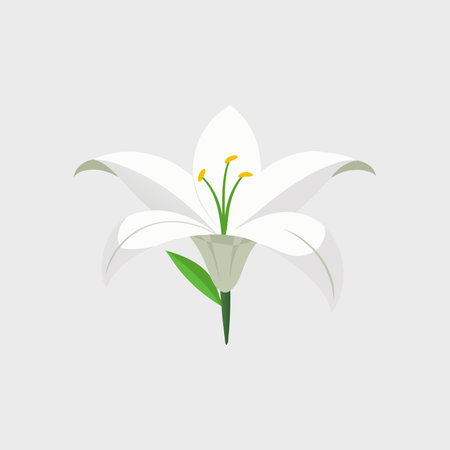 Single pure white lily head isolated flat vector illustration on white backgroundのイラスト素材