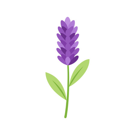 Lavender flower isolated flat vector illustration on white backgroundのイラスト素材