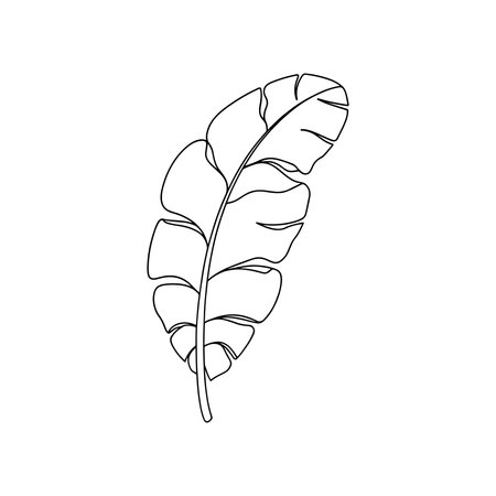 Banana leave Continuous line art flat vector illustrationのイラスト素材