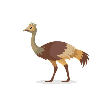 Emu animal isolated flat vector illustration on white backgroundのイラスト素材