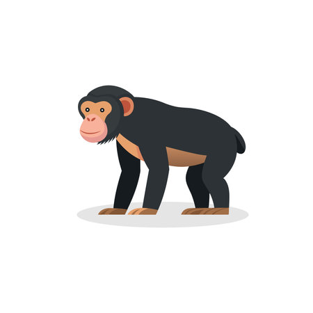 Beautiful chimpanzee full body side view isolated flat vector illustration white backgroundのイラスト素材