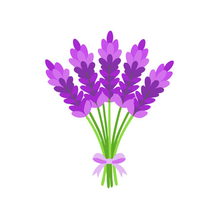Vibrant bouquet of purple lavender flower isolated flat vector illustration on white backgroundのイラスト素材