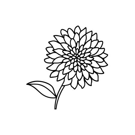 Dahlia flower Hand drawn line art flat vector illustrationのイラスト素材