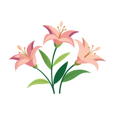 Elegant blooming lilies with buds isolated flat vector illustration on white backgroundのイラスト素材