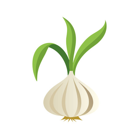 Garlic plant isolated flat vector illustration on white backgroundのイラスト素材