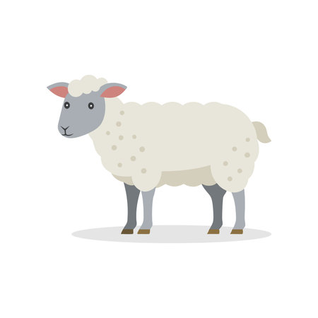 Sheep isolated flat vector illustration on white backgroundのイラスト素材