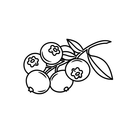 Cranberry Fruit line art flat vector illustrationのイラスト素材