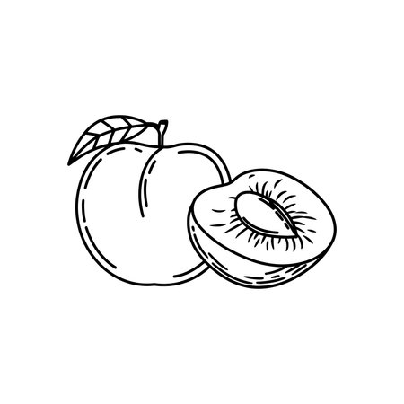 Apricot Fruit line art flat vector illustrationのイラスト素材