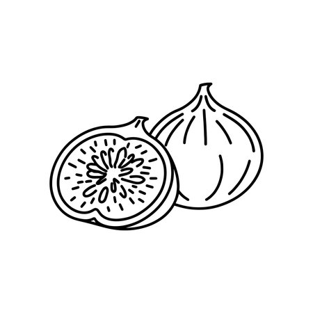 Fig Fruit line art flat vector illustrationのイラスト素材