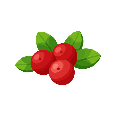 Fresh cranberrys with leave flat vector illustration on white backgroundのイラスト素材
