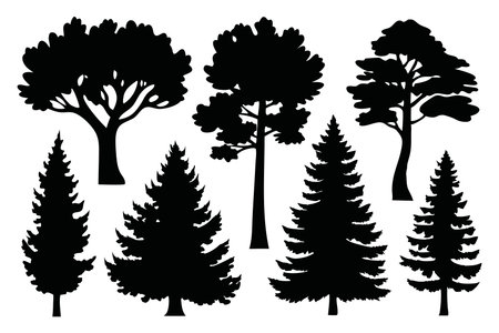 Pine silhouettes set Vector illustration on white backgroundのイラスト素材