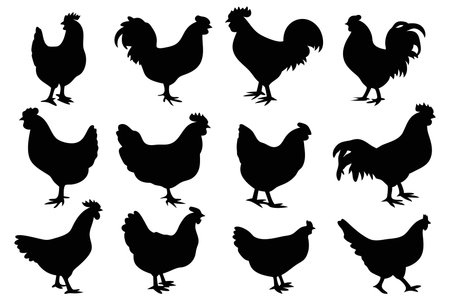 Chicken collection silhouettes set Vector illustration on white backgroundのイラスト素材