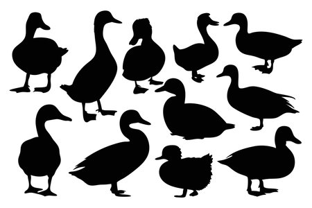 Ducks silhouettes set isolated flat vector illustration on white backgroundのイラスト素材
