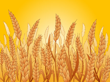 Field of wheat flat vector illustration on a fieldのイラスト素材