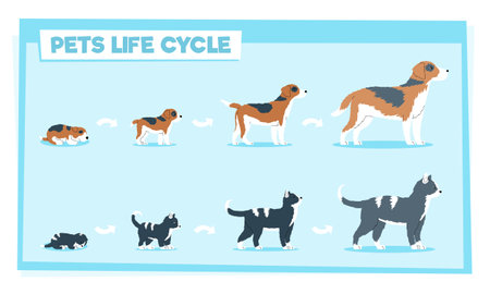 Pets life cycle flat vector illustration and elderlyのイラスト素材