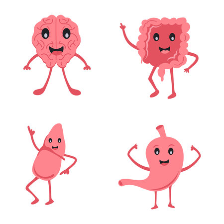 Human Organ Cartoon Character Set Of Brain, Digestive System, Liver and StomachVector illustration in a flat style.のイラスト素材