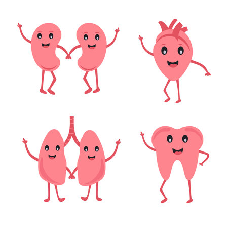 Human Organ Cartoon Character Set Of Kidney, Heart, Lungs, Dentalのイラスト素材