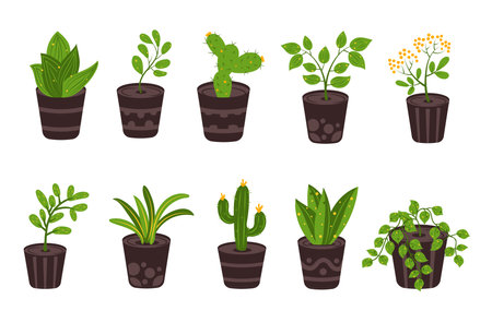 set of Indoor Houseplant For Home decor and Gardening, Potted Plant for Interior decoration.のイラスト素材