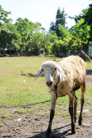 Funny sheep expression | Animal Herbivoreの写真素材