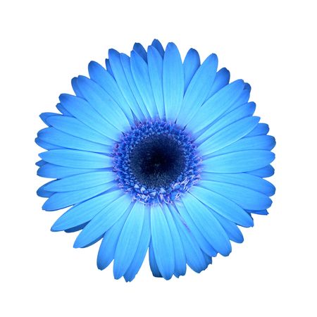 blue daisyの写真素材