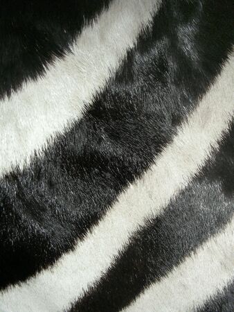 Real zebra fur