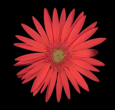 Gerbera daisy の写真素材