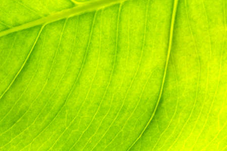 Texture of a green leaf as backgroundの写真素材
