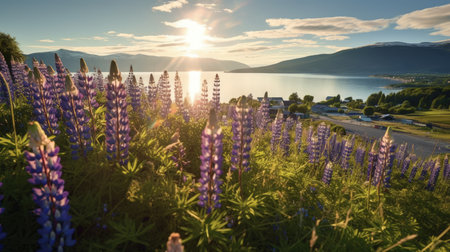 Explore the beauty of Norway with the vibrant purple lupine fields contrasting against the deep blue fjord and cloudy sky. Let this image inspire you to travel and discover the wonders of nature.の素材