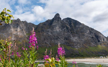 Colorful spring flowers in Lofoten, Norway at the beach with mountains in the back