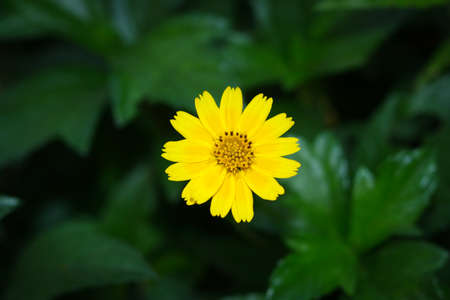 Calendula Flowers in a natural environmentの写真素材