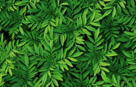 Marigold tree saplings. Small sapling tree in the garden. Little green plant saplingの写真素材