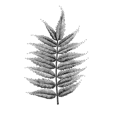 Engraving Rowanberry Leaf Hand Drawn Vector Illustrationのイラスト素材