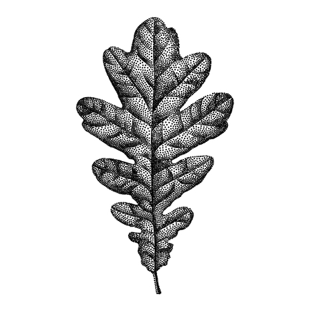 Engraving Oak Leaf Hand Drawn Vector Illustrationのイラスト素材
